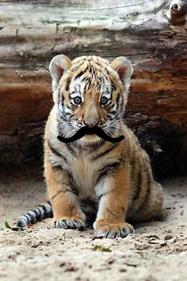 baby-tiger-with-moustache.jpg